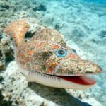 Fish Box Showpiece For Home Decor